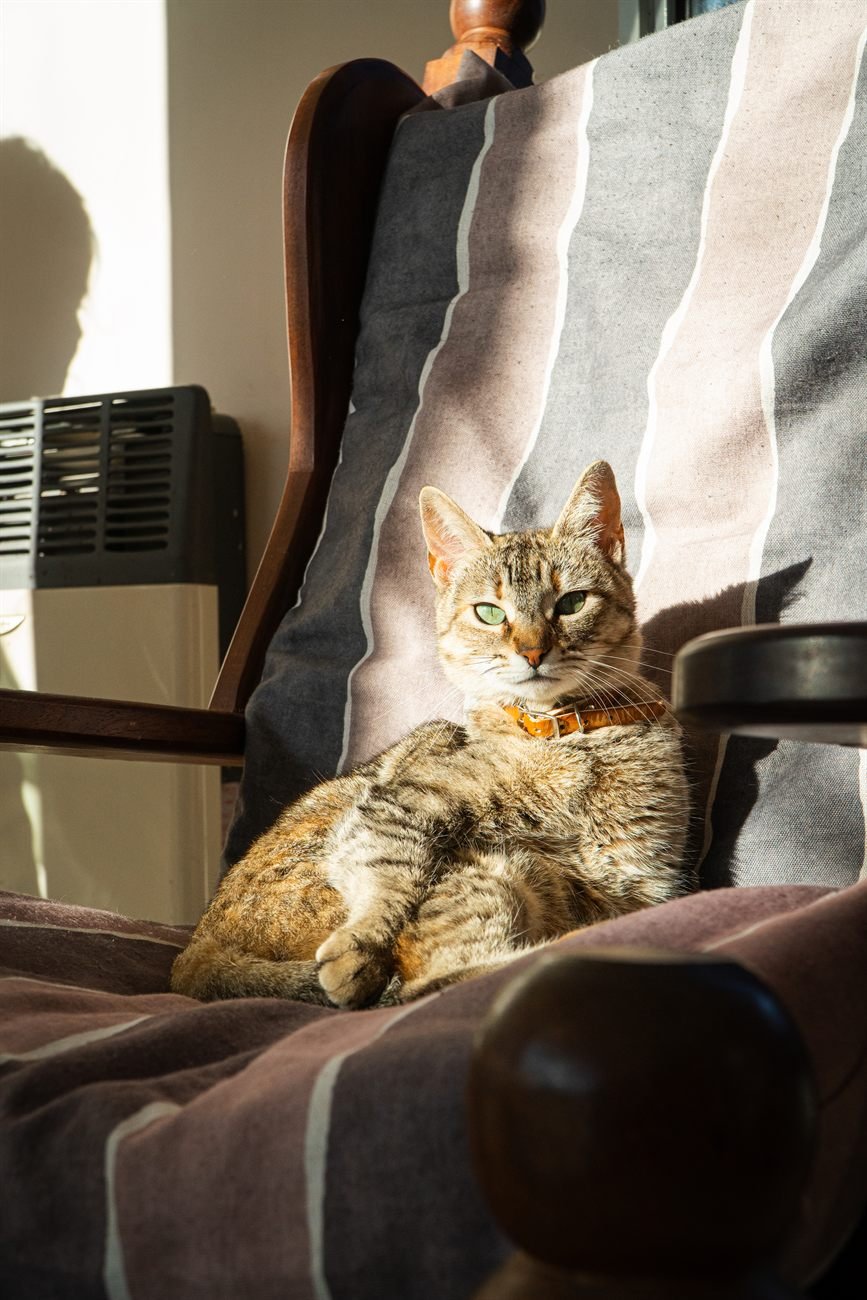 Adriana, la gata de la casa, descansa en un sillón junto a la ventana.